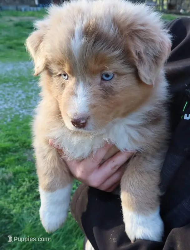AKC Blue eyes Champion Line – Australian Shepherd puppy for sale in Murfreesboro, TN