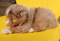 AKC Blue eyes Champion Line, a male Australian Shepherd for sale in Murfreesboro, TN – Photo 3 of 3