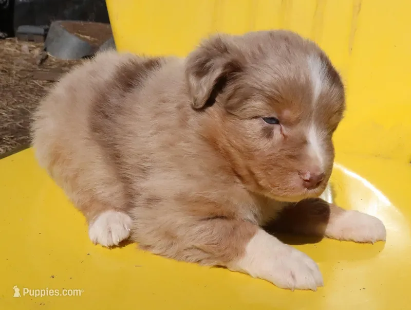 AKC Blue eyes Champion Line – Australian Shepherd puppy for sale in Murfreesboro, TN
