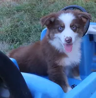 AKC Blue Eyes Champion Line, a male Australian Shepherd for sale in Murfreesboro, TN – 1 of 3