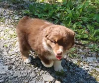 AKC Red tri, a male Australian Shepherd for sale in Murfreesboro, TN – Photo 2 of 6