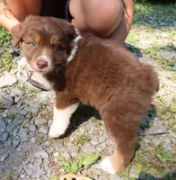 AKC Red tri, a male Australian Shepherd for sale in Murfreesboro, TN – Photo 4 of 6