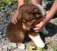 AKC Red tri, a male Australian Shepherd for sale in Murfreesboro, TN – Photo 5 of 6
