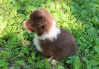 AKC Red tri, a male Australian Shepherd for sale in Murfreesboro, TN – Photo 3 of 6