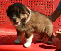 AKC Red tri, a male Australian Shepherd for sale in Murfreesboro, TN – Photo 6 of 6