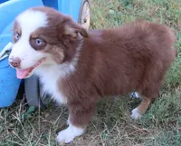 AKC Blue Eyes Champion Line, a male Australian Shepherd for sale in Murfreesboro, TN – 3 of 3