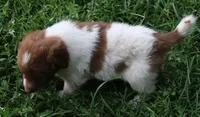 AKDA Karakachan, a male Karakachan for sale in Murfreesboro, TN – 5 of 5