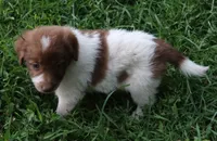 AKDA Karakachan, a male Karakachan for sale in Murfreesboro, TN – 3 of 5