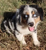 AKC Blue eyes Champion Line, a male Australian Shepherd for sale in Murfreesboro, TN – 1 of 3