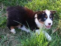 AKC Blue eyes Champion Line, a female Australian Shepherd for sale in Murfreesboro, TN – Photo 3 of 6