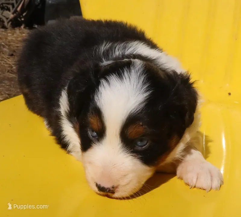 AKC Blue eyes Champion Line – Australian Shepherd puppy for sale in Murfreesboro, TN