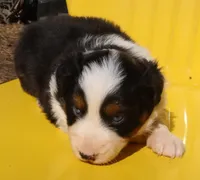 AKC Blue eyes Champion Line, a female Australian Shepherd for sale in Murfreesboro, TN – Photo 1 of 3