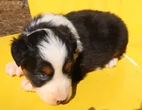 AKC Blue eyes Champion Line, a female Australian Shepherd for sale in Murfreesboro, TN – Photo 2 of 3