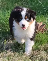AKC Blue eyes Champion Line, a female Australian Shepherd for sale in Murfreesboro, TN – Photo 1 of 6