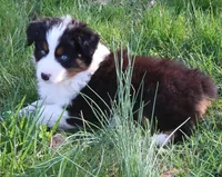 AKC Blue eyes Champion Line, a female Australian Shepherd for sale in Murfreesboro, TN – Photo 2 of 6