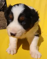 AKC Blue eyes Champion Line, a female Australian Shepherd for sale in Murfreesboro, TN – Photo 3 of 3
