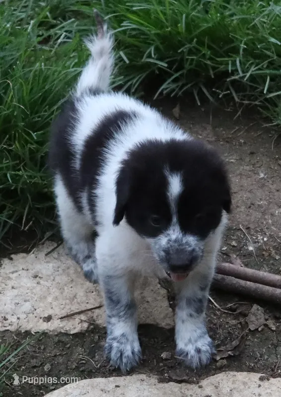 AKDA Karakachan – Karakachan puppy for sale in Murfreesboro, TN