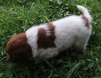 AKDA Karakachan, a male Karakachan for sale in Murfreesboro, TN – 2 of 5
