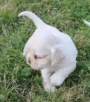 Hypoallergenic , Adorable Flufflball !, a male Bichon Frise and Cocker Spaniel for sale in Murfreesboro, TN – 1 of 3