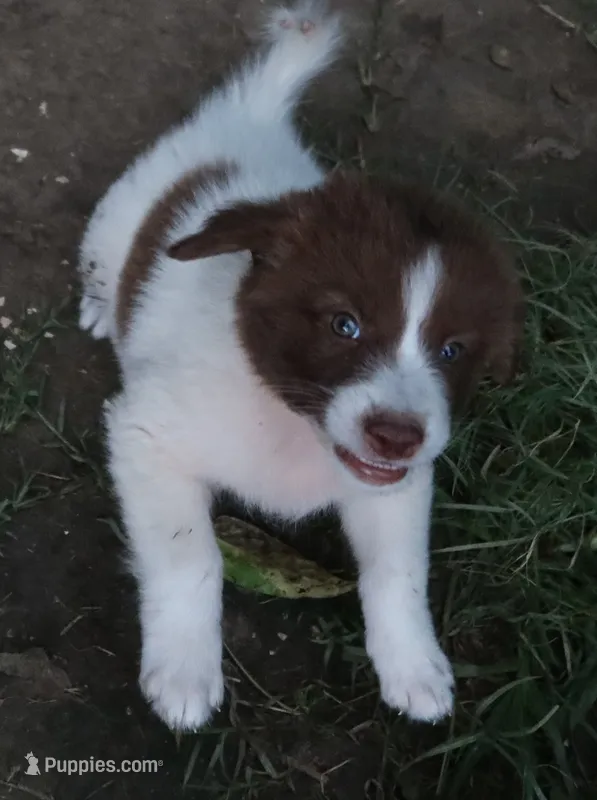 AKDA Karakachan – Karakachan puppy for sale in Murfreesboro, TN