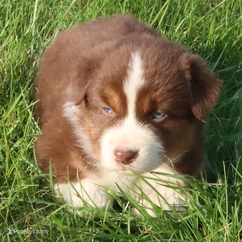 AKC Blue eyes Champion Line – Australian Shepherd puppy for sale in Murfreesboro, TN