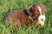 AKC Blue eyes Champion Line, a male Australian Shepherd for sale in Murfreesboro, TN – Photo 3 of 3