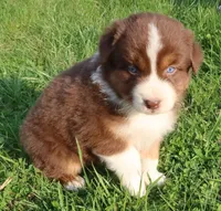 AKC Blue eyes Champion Line, a male Australian Shepherd for sale in Murfreesboro, TN – Photo 2 of 3