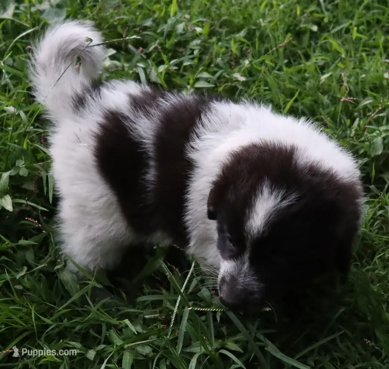 AKDA Karakachan – Karakachan puppy for sale in Murfreesboro, TN