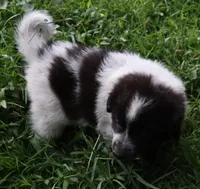 AKDA Karakachan, a male Karakachan for sale in Murfreesboro, TN – 1 of 4