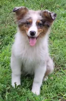 AKC  Champion Line, a female Australian Shepherd for sale in Murfreesboro, TN – 2 of 3