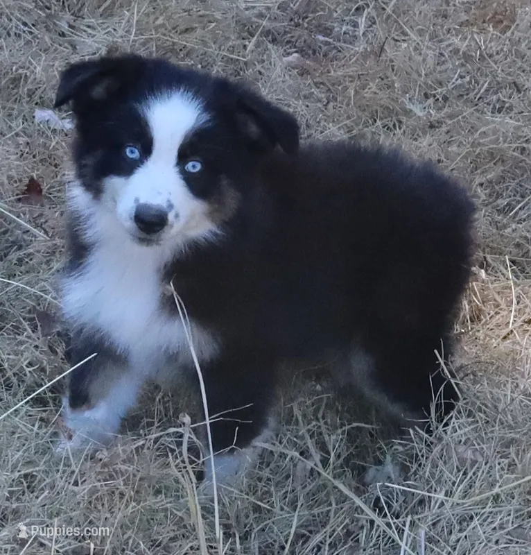 AKC Blue eyes Champion Line – Australian Shepherd puppy for sale in Murfreesboro, TN