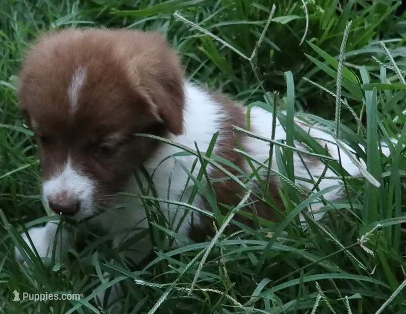 AKDA Karakachan – Karakachan puppy for sale in Murfreesboro, TN