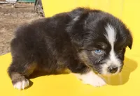 AKC Blue eyes Champion Line, a female Australian Shepherd for sale in Murfreesboro, TN – Photo 2 of 3