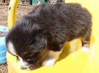 AKC Blue eyes Champion Line, a female Australian Shepherd for sale in Murfreesboro, TN – Photo 3 of 3