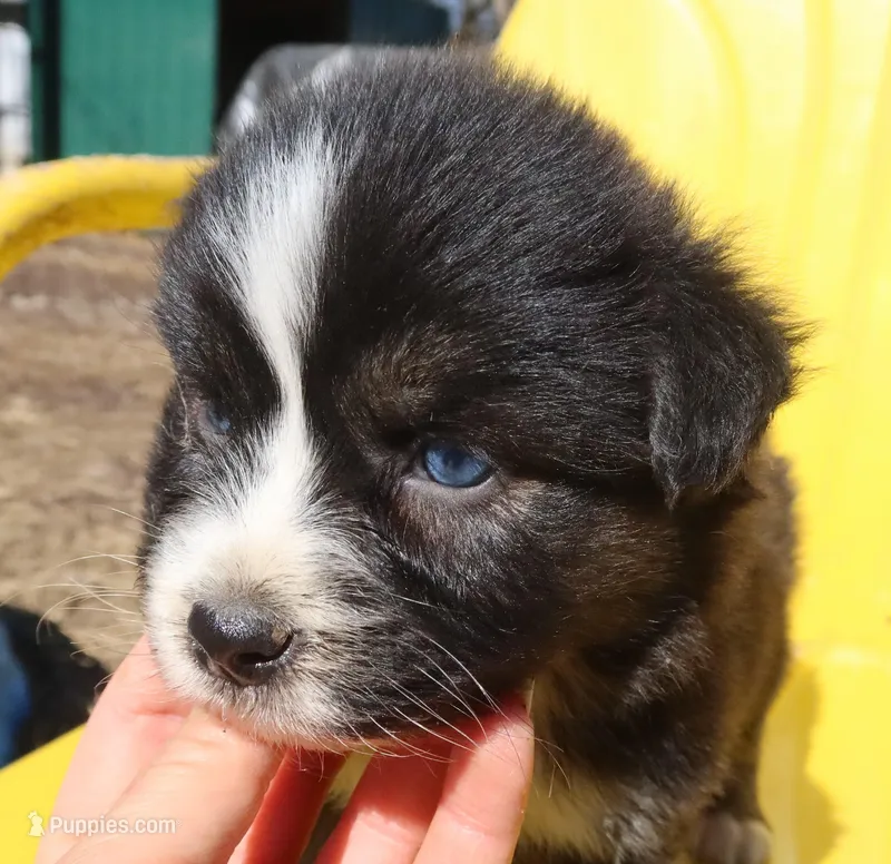 AKC Blue eyes Champion Line – Australian Shepherd puppy for sale in Murfreesboro, TN