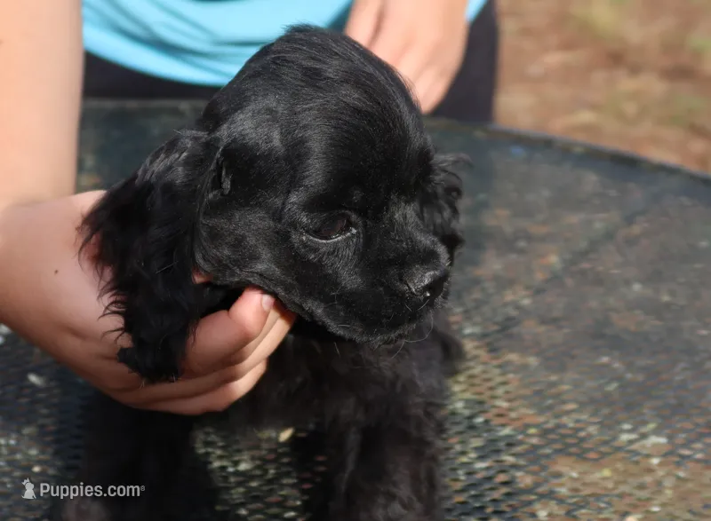 AKC Black, a male Cocker Spaniel for sale in Murfreesboro, TN – Photo 1 of 4