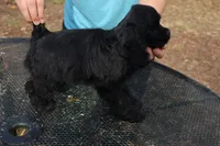 AKC Black, a male Cocker Spaniel for sale in Murfreesboro, TN – Photo 2 of 4