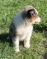 AKC Blue eyes Champion Line, a female Australian Shepherd for sale in Murfreesboro, TN – 5 of 5