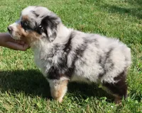 AKC Blue eyes Champion Line, a male Australian Shepherd for sale in Murfreesboro, TN – 4 of 5