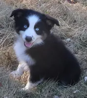 AKC Blue eyes Champion Line, a male Australian Shepherd for sale in Murfreesboro, TN – 3 of 3
