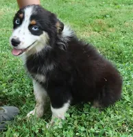 AKC Blue eyes Champion Line, a female Australian Shepherd for sale in Murfreesboro, TN – 3 of 3