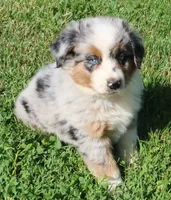 AKC Blue eyes Champion Line, a male Australian Shepherd for sale in Murfreesboro, TN – 3 of 6