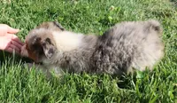AKC Blue eyes Champion Line, a female Australian Shepherd for sale in Murfreesboro, TN – 4 of 7