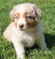 AKC Blue eyes Champion Line, a male Australian Shepherd for sale in Murfreesboro, TN – 2 of 5