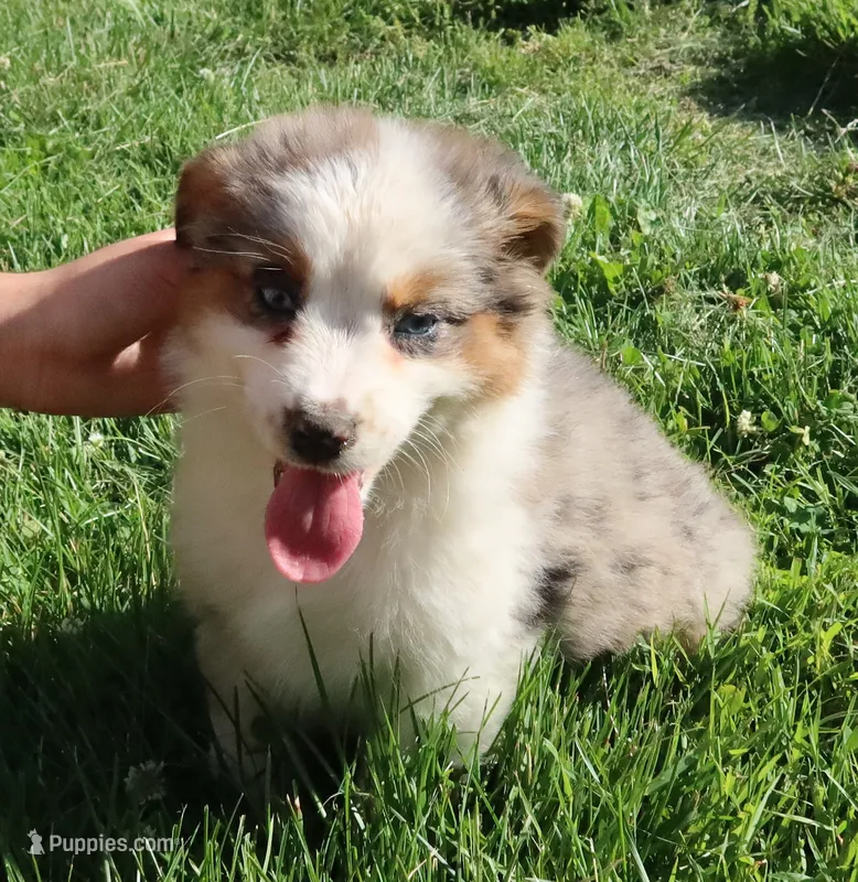 AKC Blue eyes Champion Line – Australian Shepherd puppy for sale in Murfreesboro, TN