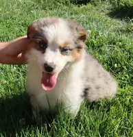AKC Blue eyes Champion Line, a female Australian Shepherd for sale in Murfreesboro, TN – 1 of 7