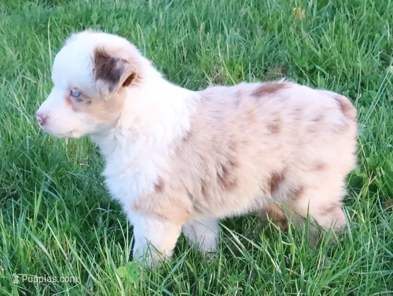 AKC Blue eyes Champion Line – Australian Shepherd puppy for sale in Murfreesboro, TN