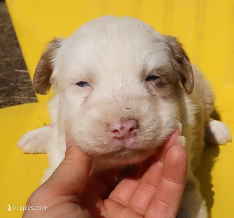 AKC Blue eyes Champion Line – Australian Shepherd puppy for sale in Murfreesboro, TN