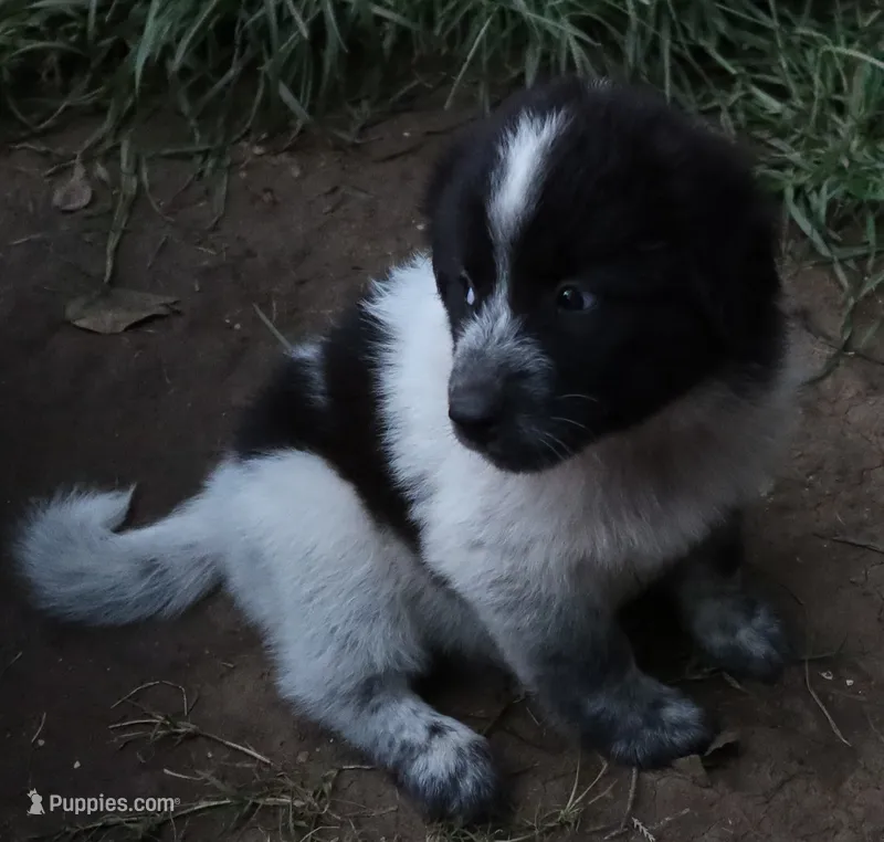 AKDA Karakachan – Karakachan puppy for sale in Murfreesboro, TN