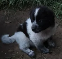 AKDA Karakachan, a male Karakachan for sale in Murfreesboro, TN – 1 of 4